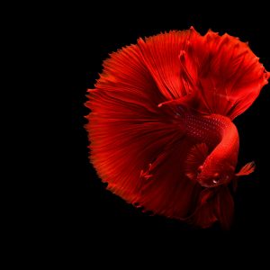 premium red betta fish (siamese fighting fish) – halfmoon tail