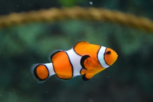 Orange and white clownfish underwater.