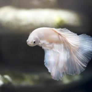 aquarium 5650174 1280