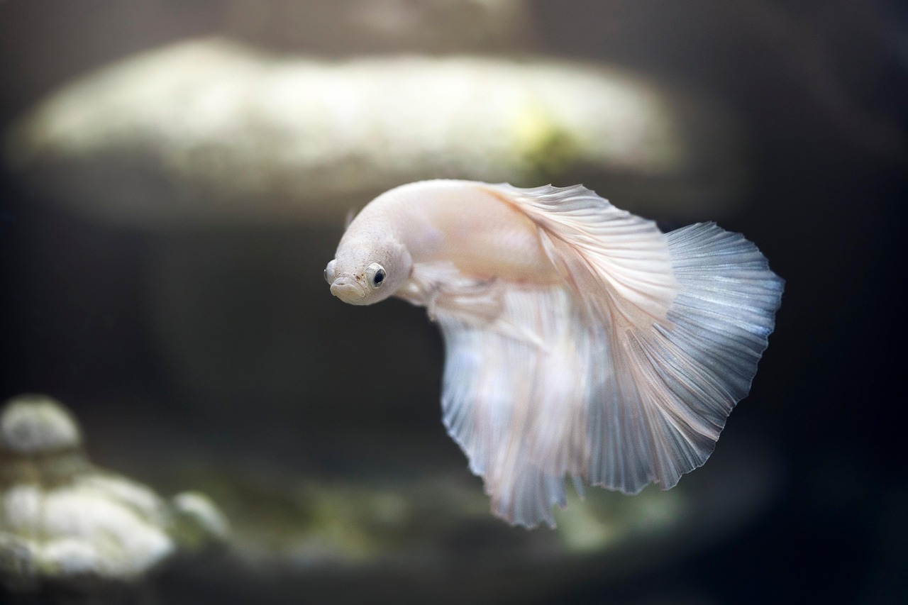 aquarium 5650174 1280