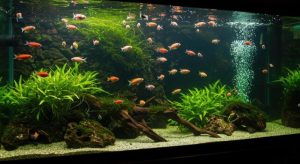 aquatic habitat with freshwater fish and green plants in fish tank free photo