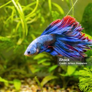 blue galaxy betta