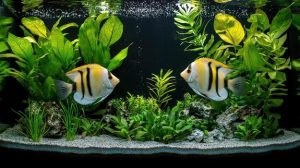 two fish in an aquarium with plants and water photo